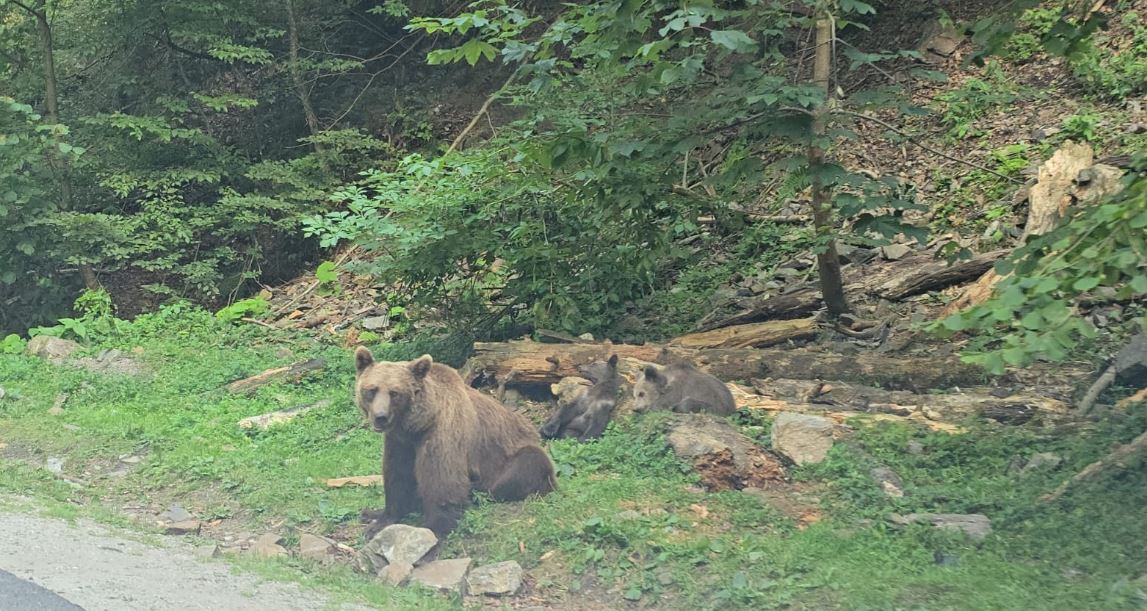 FOTO VIDEO ALERTĂ pe Transfăgărășan: mai mulți urși așteaptă pe marginea drumului să primească hrană de la turiști. Mai mulți inconștienți opresc și le aruncă mâncare