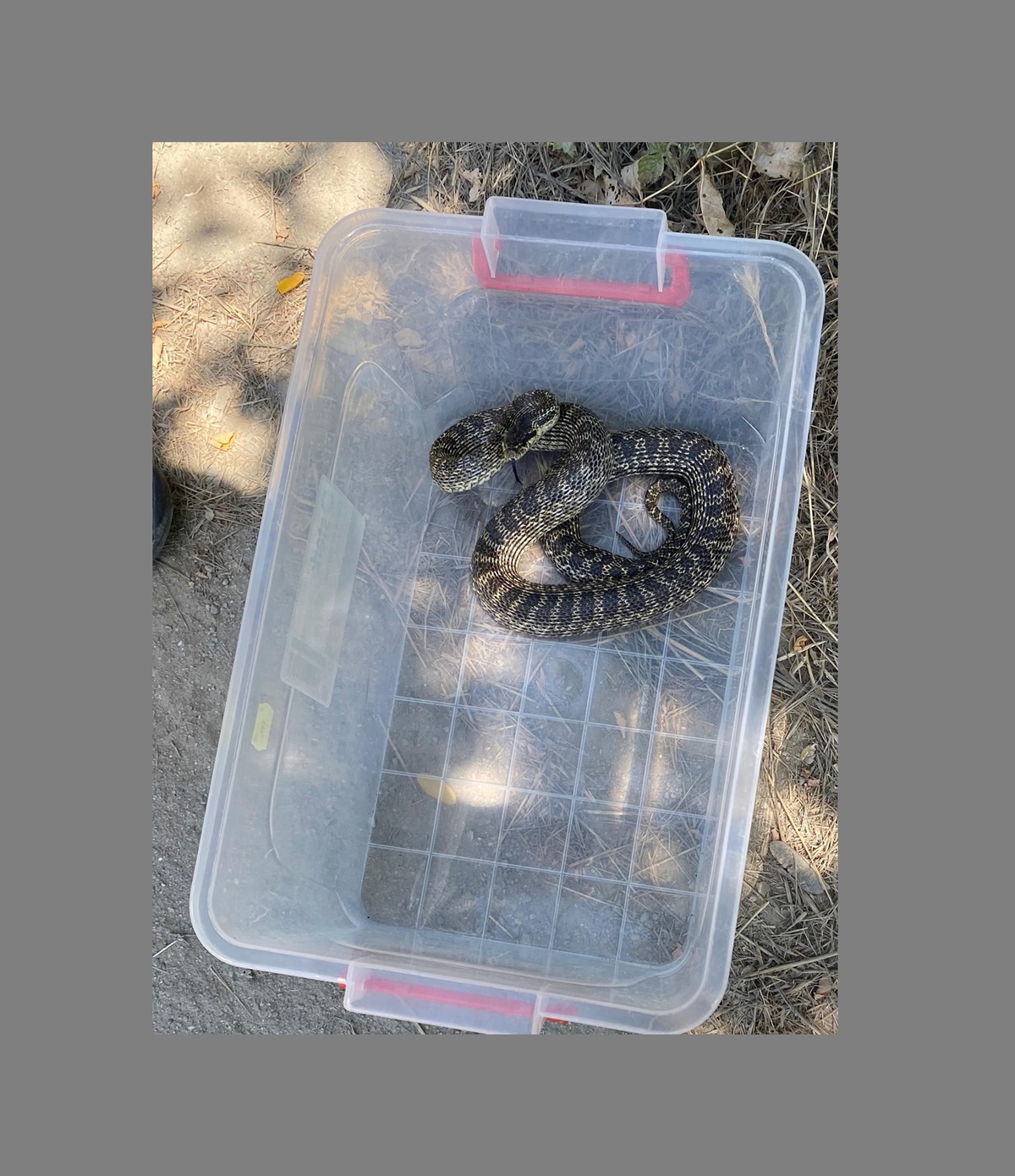 Jandarmii au descoperit la Mangalia un balaur dobrogean! Detalii dintr-o misiune inedită