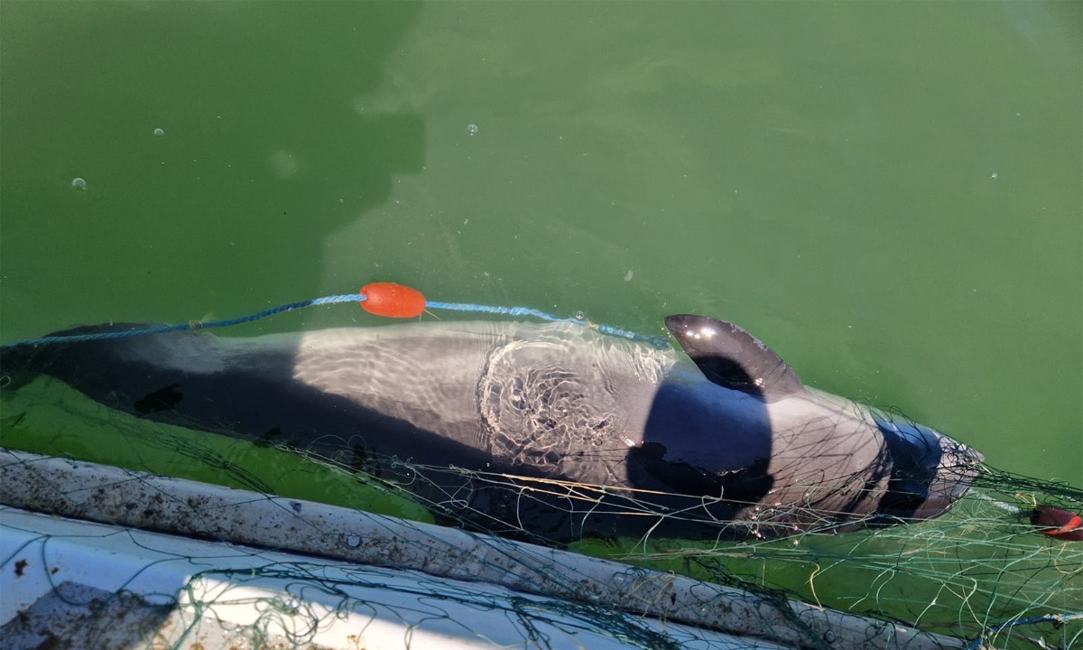 VIDEO Un delfin și opt sturioni, salvați de Garda de Coastă! S-a deschis dosar penal