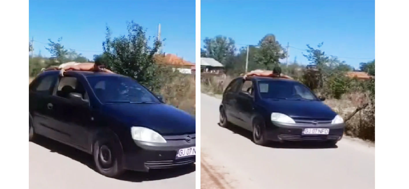 VIDEO Fără permis și cu prietenul cocoțat pe plafonul mașinii: Ce a pățit șoferul de ocazie