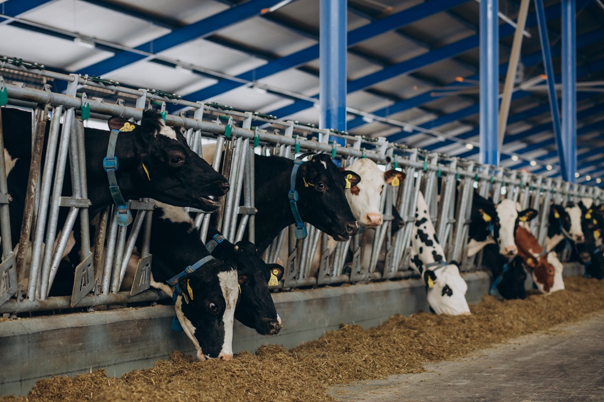 Veste bună de la APIA: Se primesc cererile de plată pentru ajutorul de stat în sectorul creșterii animalelor