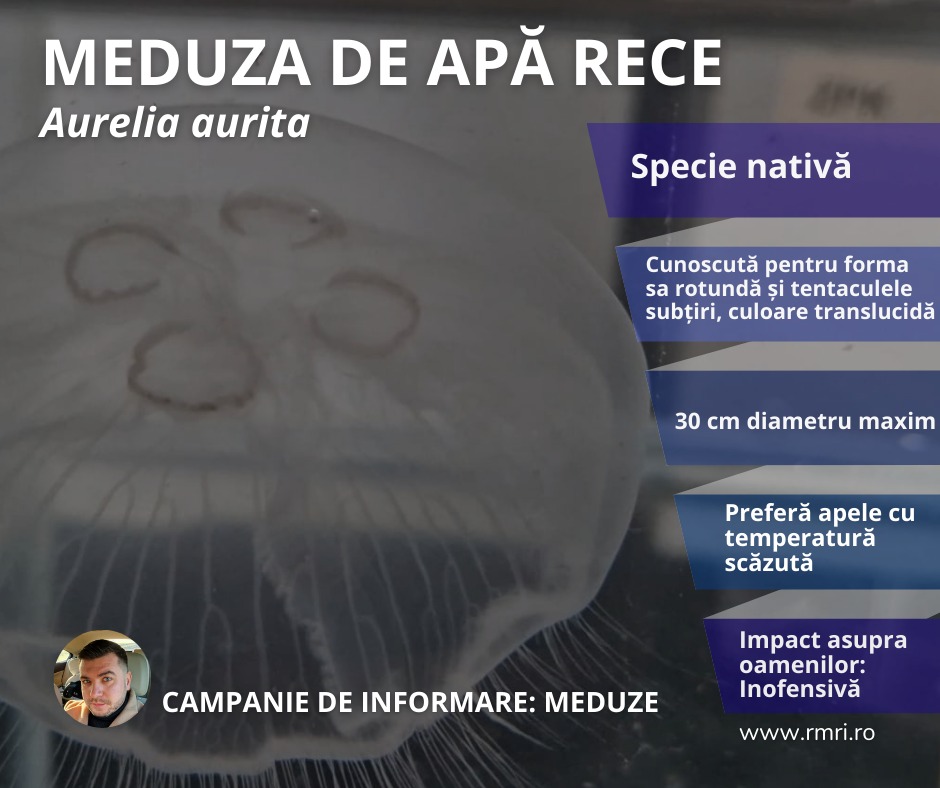 meduze Grigore Antipa
