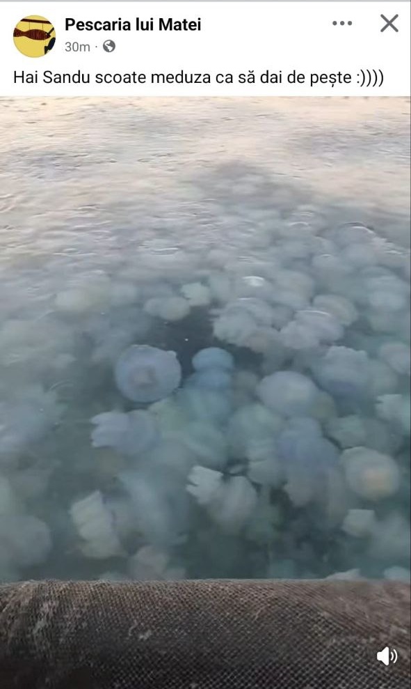 meduze