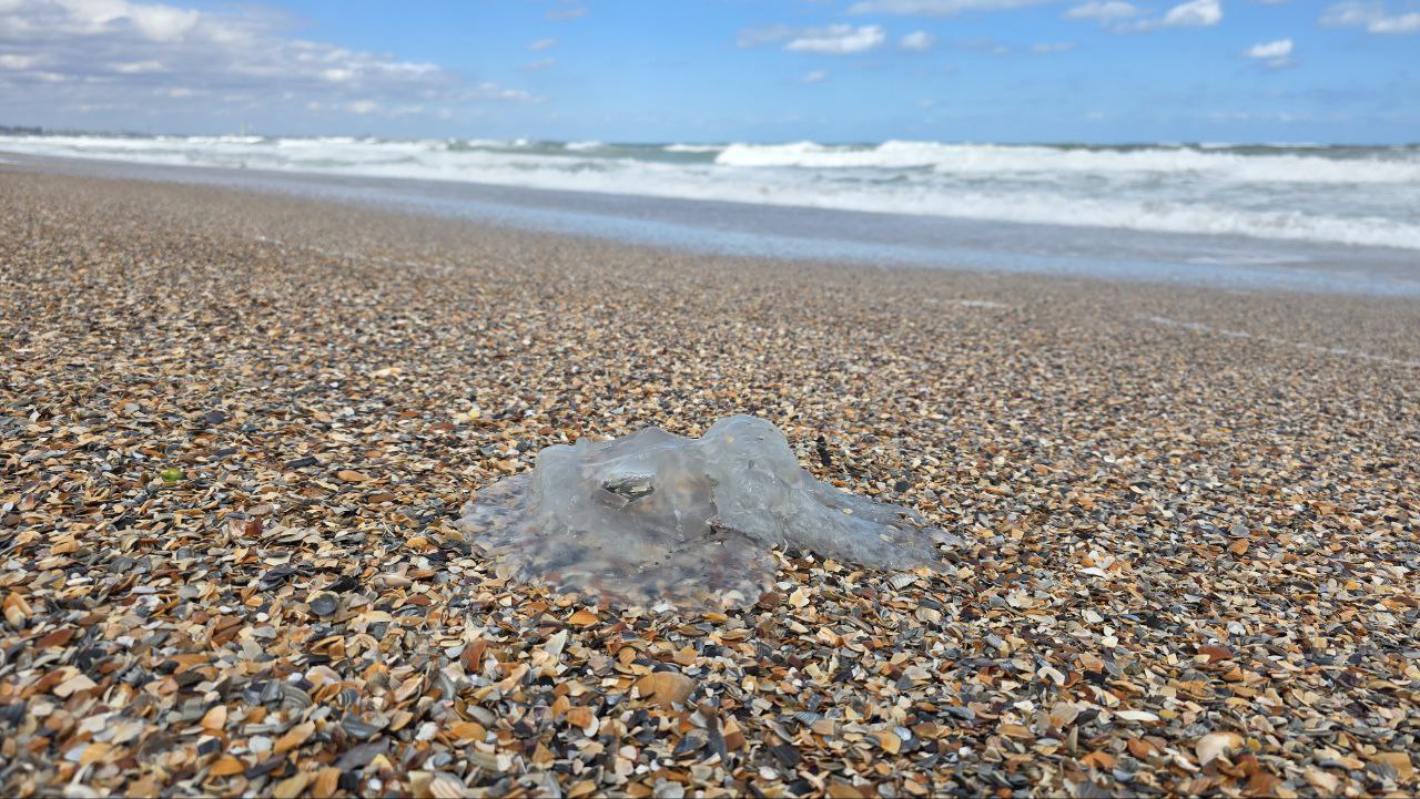 Meduze moarte la Mamaia