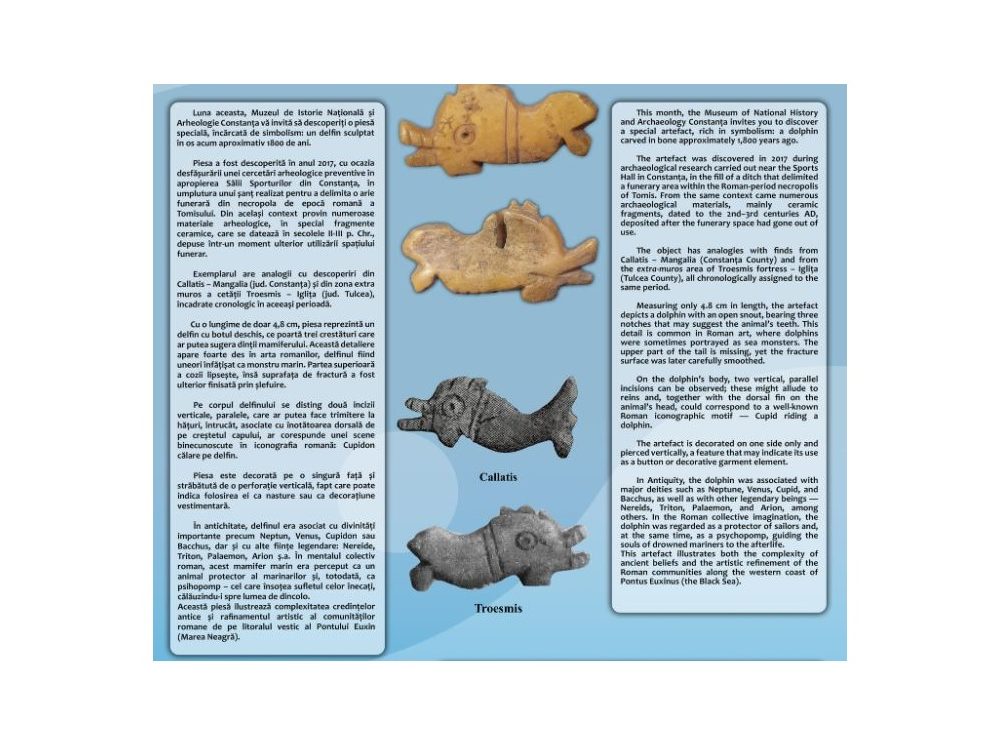 Muzeul de Istorie Națională și Arheologie Constanța: delfinul de os de la Tomis, exponatul lunii octombrie 2025
