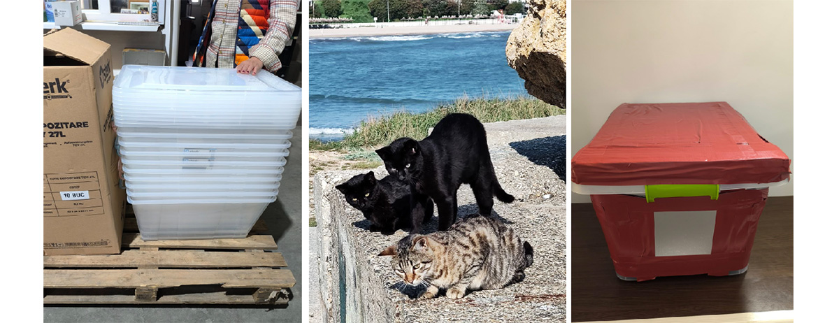 Inițiativă a iubitorilor de animale de la Mangalia: Pisicuțele de pe dig și de pe Insulă vor avea căsuțe noi