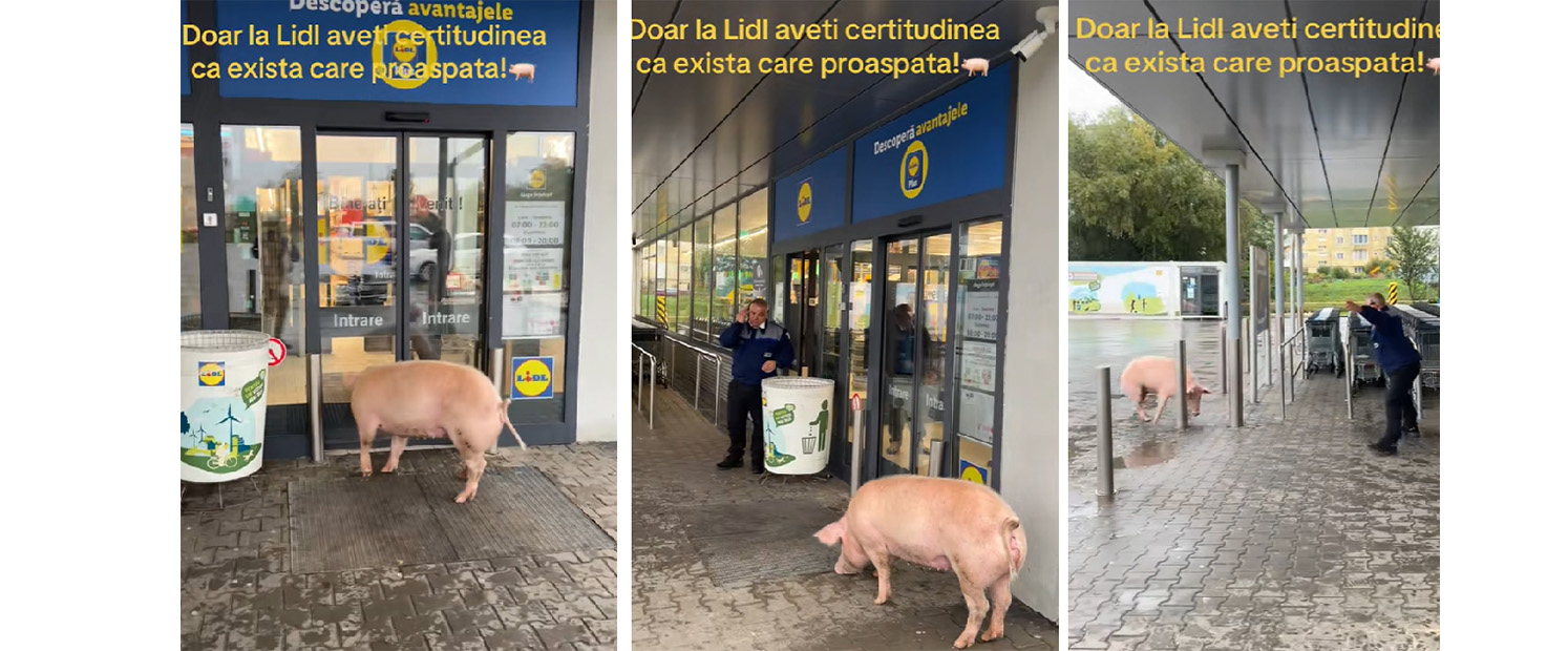 VIDEO Momente haioase: Un porc încearcă să intre într-un magazin, spre disperarea paznicului