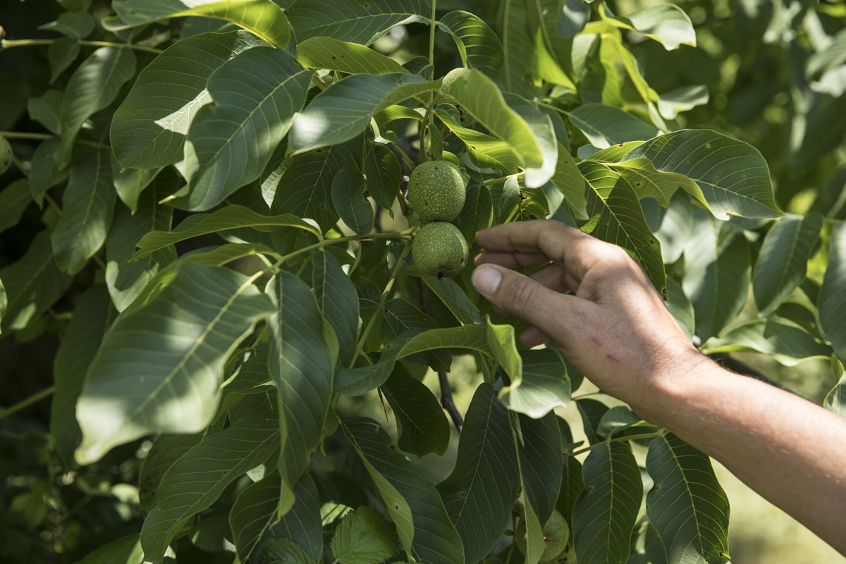 O plantație ecologică de nuc va fi înființată în comuna Mircea Vodă. Investitorul a face demersuri la Direcția Județeană de Mediu Constanța