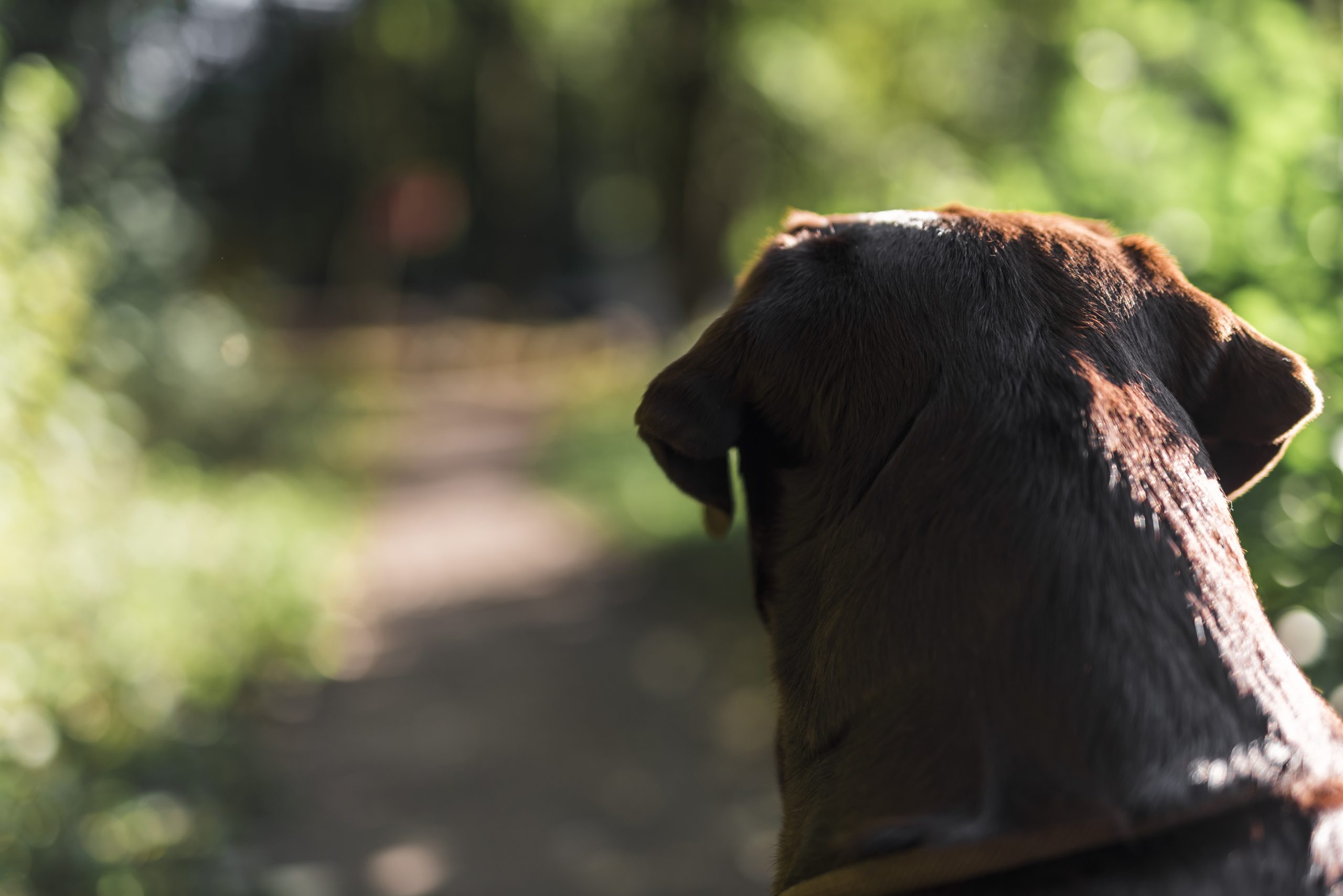 Un crematoriu pentru animale domestice va fi amenajat în județul Constanța. Cine face investiția și ce valoare are