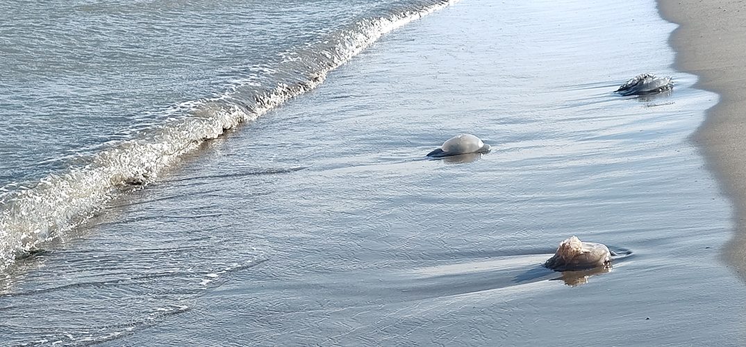 Meduze la Saturn