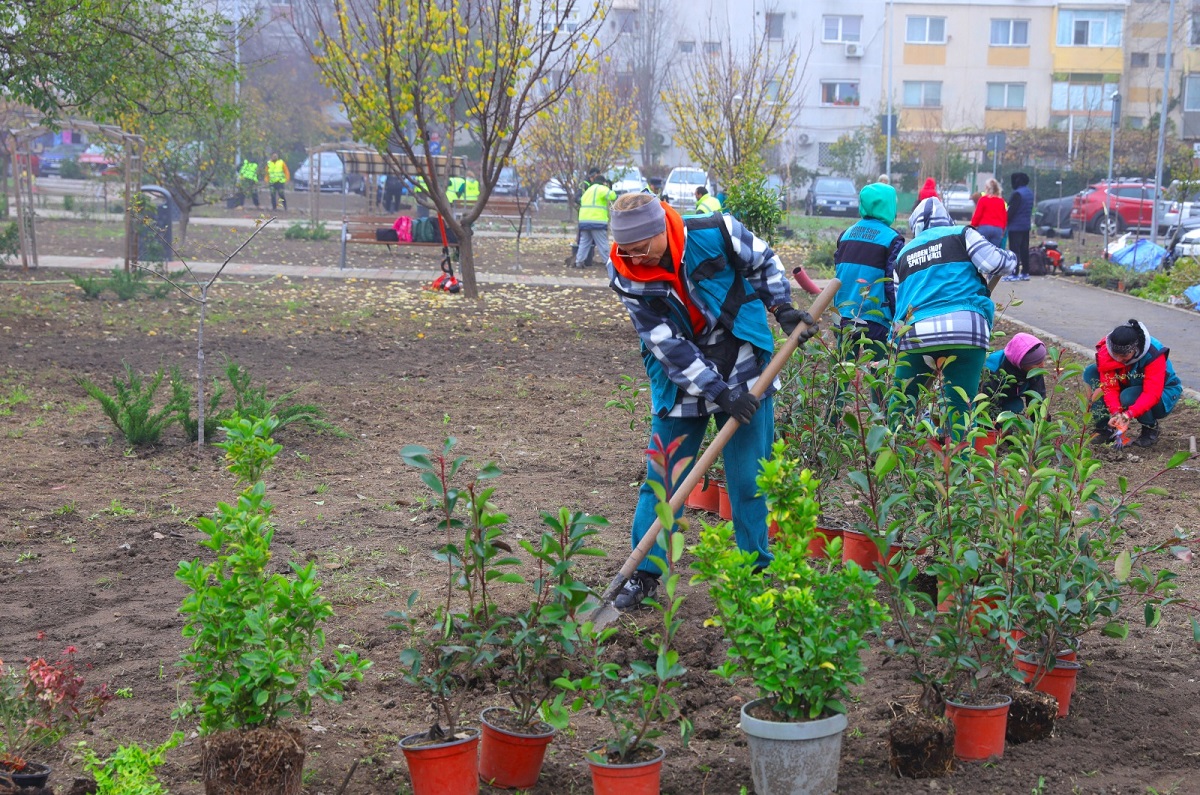 FOTO O zonă mai verde: noi arbori și arbuști ornamentali au fost plantați în cartierul Inel II din Constanța