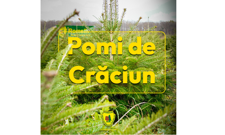 Prețurile pornesc de la 17 lei: Romsilva scoate pe piață peste 16.000 de brazi de Crăciun