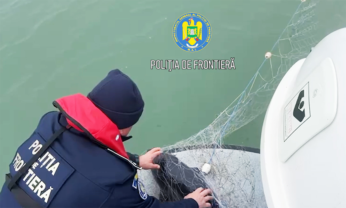 VIDEO SALVARE pe Marea Neagră: Delfin și sturioni, eliberați din plasele braconierilor