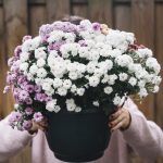 Primăria Cernavodă cheltuiește zeci de mii de lei pe flori și aranjamente pentru evenimentele cultural-artistice organizate de UAT în următorul an