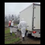 Pestă porcină la Siliștea, spune DSVSA Constanța! Vezi aici toate localitățile care intră în zona de supraveghere