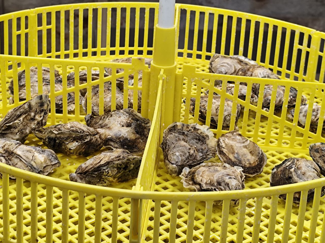 FOTO VIDEO Stridiile japoneze crescute în Marea Neagră, succesul RĂSUNĂTOR al cercetătorilor de la INCDM Grigore Antipa, la bilanțul pe 2025: Acum avem și stridia românescă, crescută la Constanța!