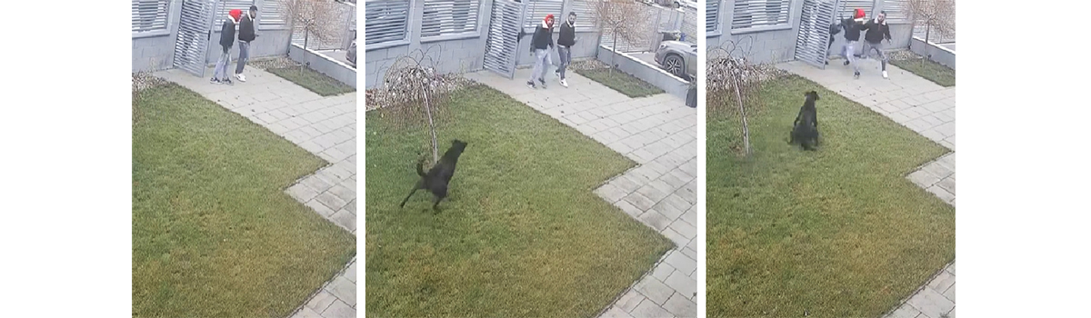 VIDEO VIRAL: Colindători imprudenți, întâmpinați de câinele de pază. Dacă erau copiii? Nu ai voie să intri în curtea omului!