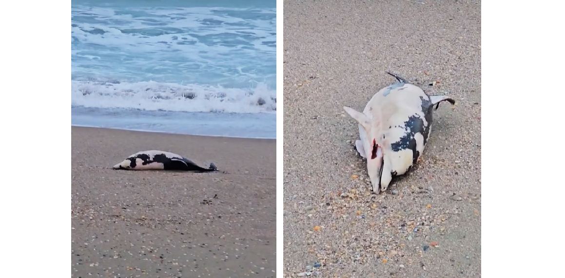 VIDEO Spectacol trist pe plaja din Eforie: Pui de delfin, adus fără viață la mal