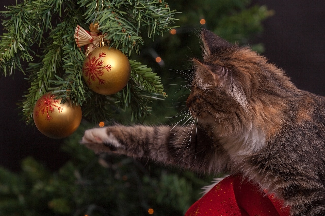 Bradul de Crăciun, bucuria pisicilor! Iată trucul simplu care previne dezastrele feline de sărbători