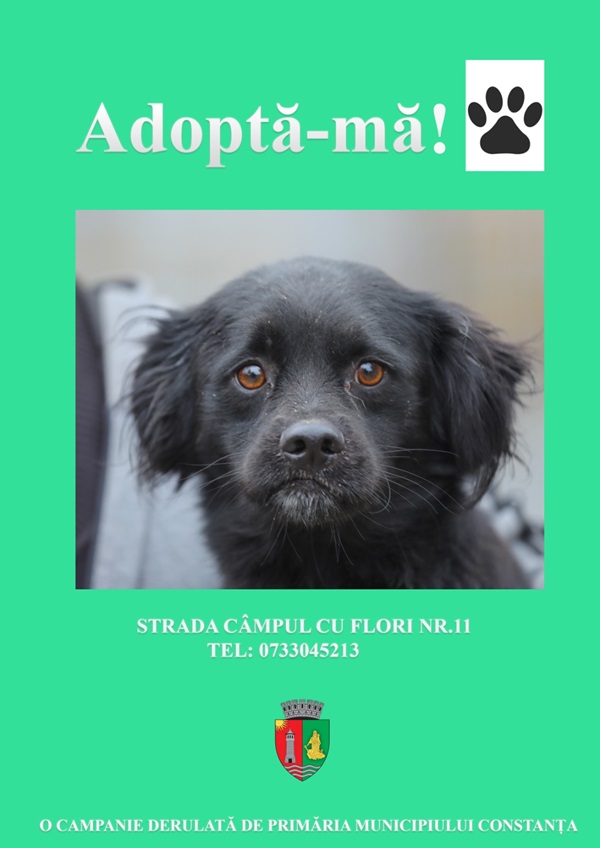 cățel adoptat Adăpostul Public Constanța