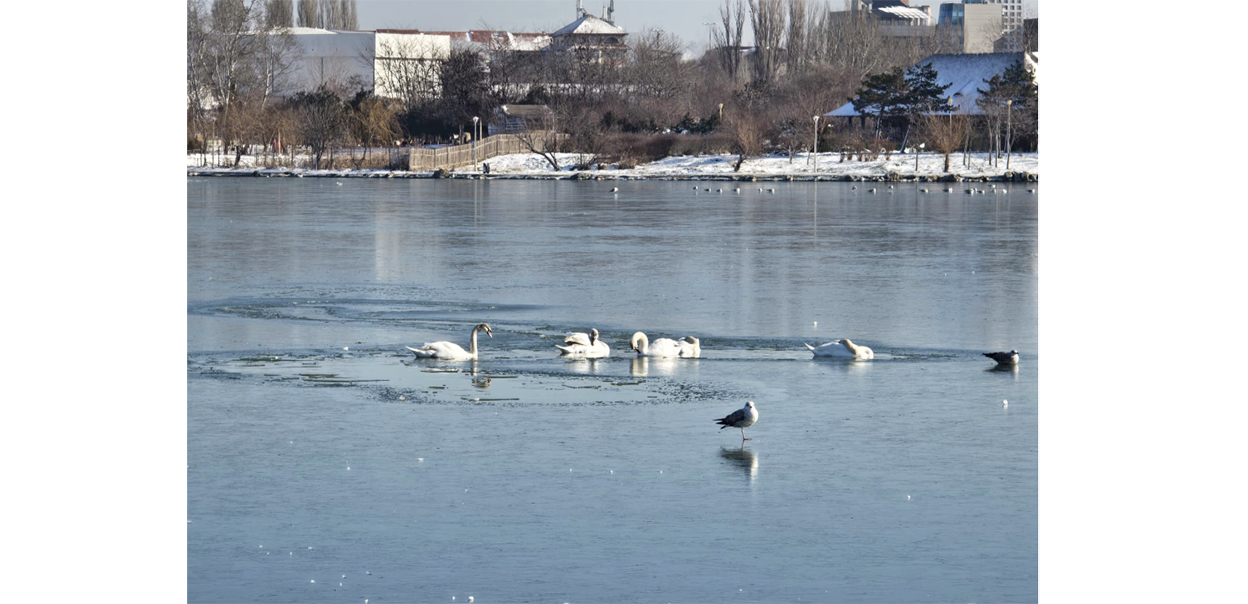 VIDEO Mai multe lebede, blocate pe lacul Tăbăcăriei: Pompierii vin în ajutorul lor