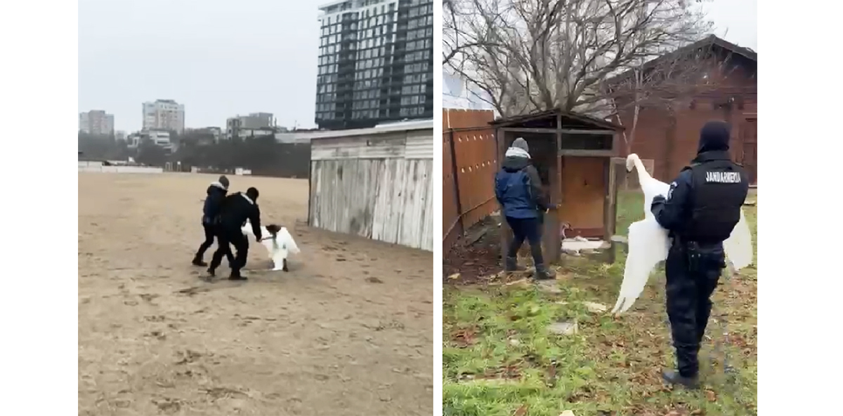 VIDEO Lebădă rănită, salvată pe plaja din cartierul Faleză Nord: Pasărea a ajuns în siguranță la Complexul Muzeal de Științe ale Naturii Constanța