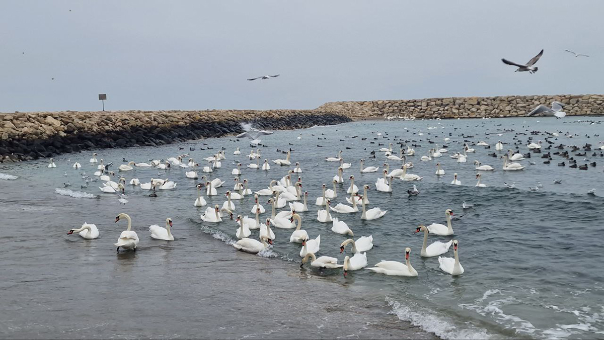Lebede la Capul Turcului Eforie Sud