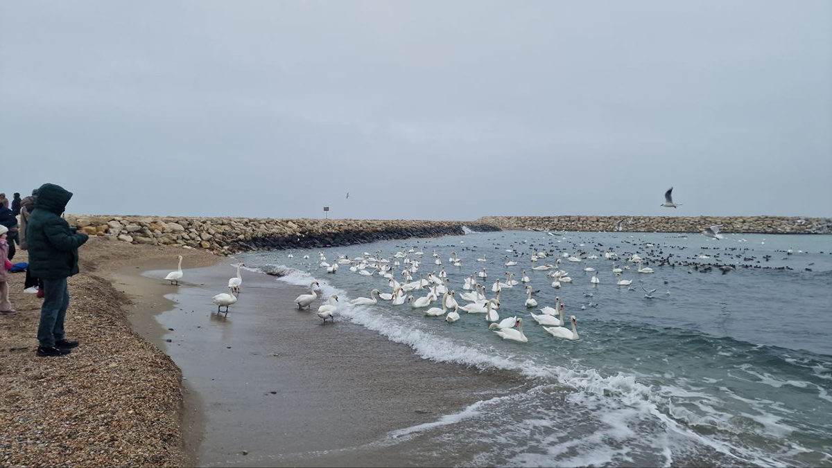 Lebede la Capul Turcului Eforie Sud