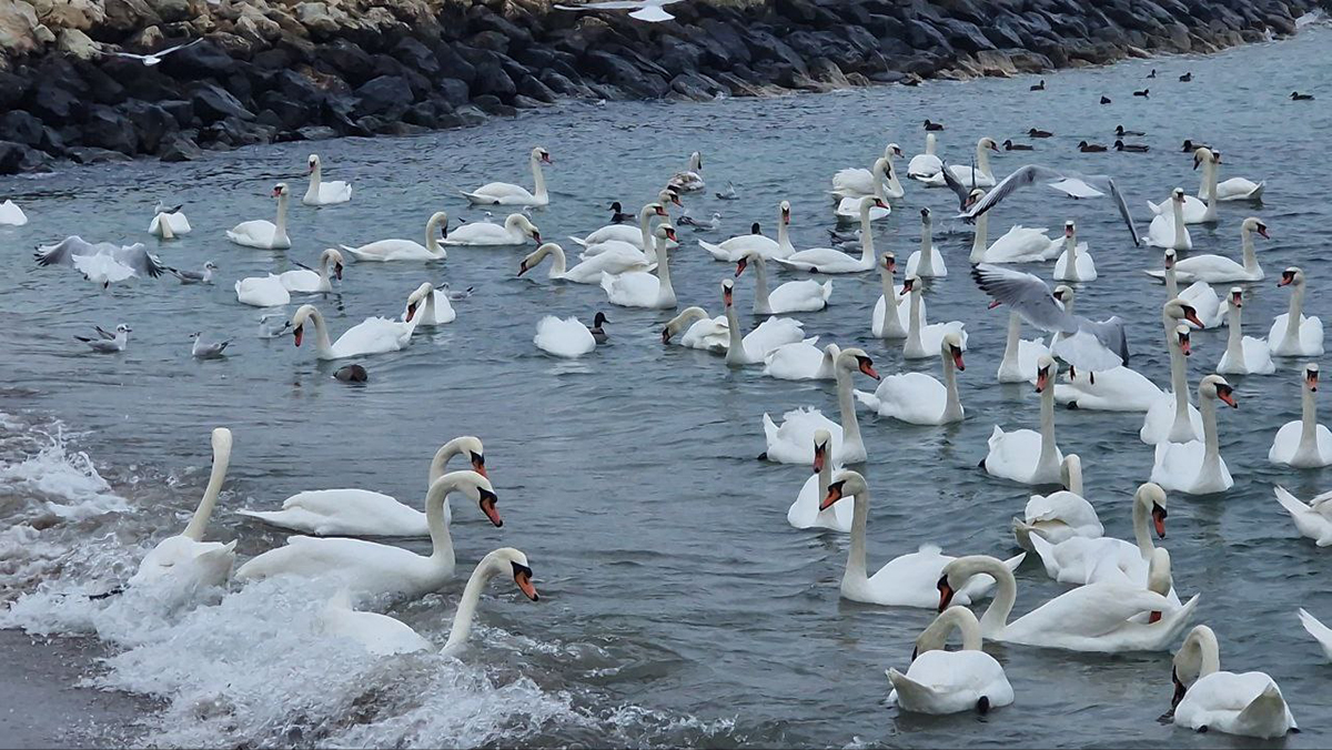 Lebede la Capul Turcului Eforie Sud