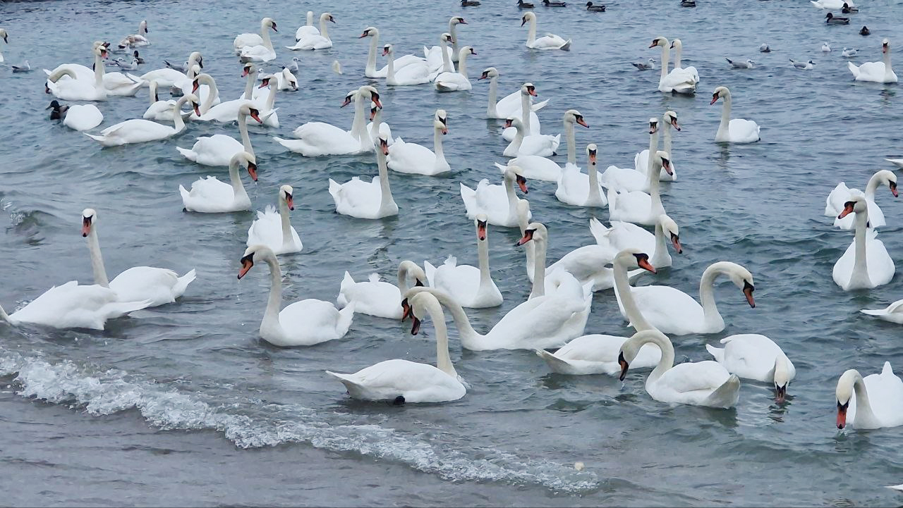 FOTO VIDEO SPECTACOl la malul mării, în Eforie Sud: Zeci de lebede vin pe plajă, unde sunt hrănite de localnici