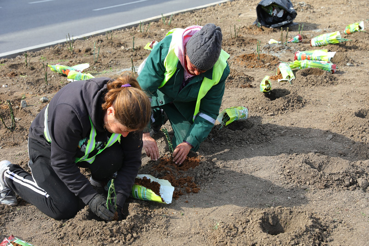 FOTO Primăria Constanța anunță campania de plantări de primăvară: Vor fi sădiți 20.000 de trandafiri, arbori lalea, salcâmi roz, copaci și arbuști