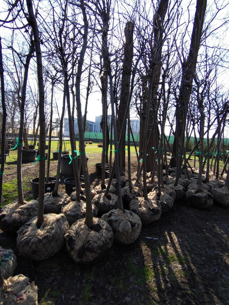 Constanța Restart Palatul Copiilor Constanța plantare