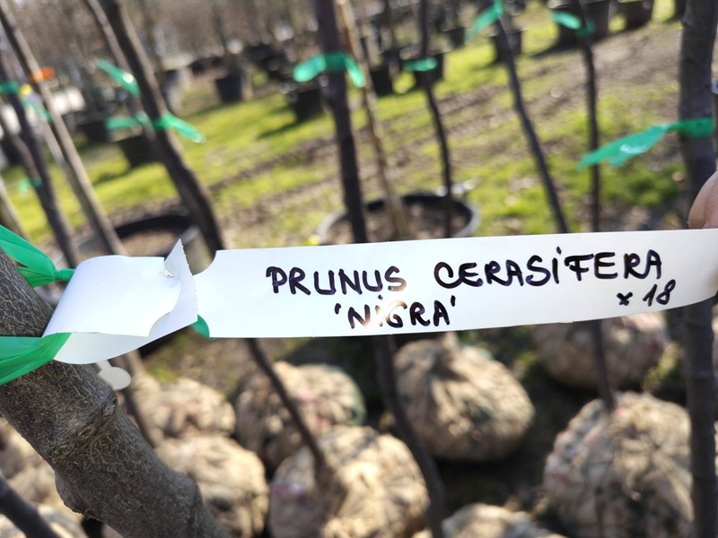 Constanța Restart Palatul Copiilor Constanța plantare