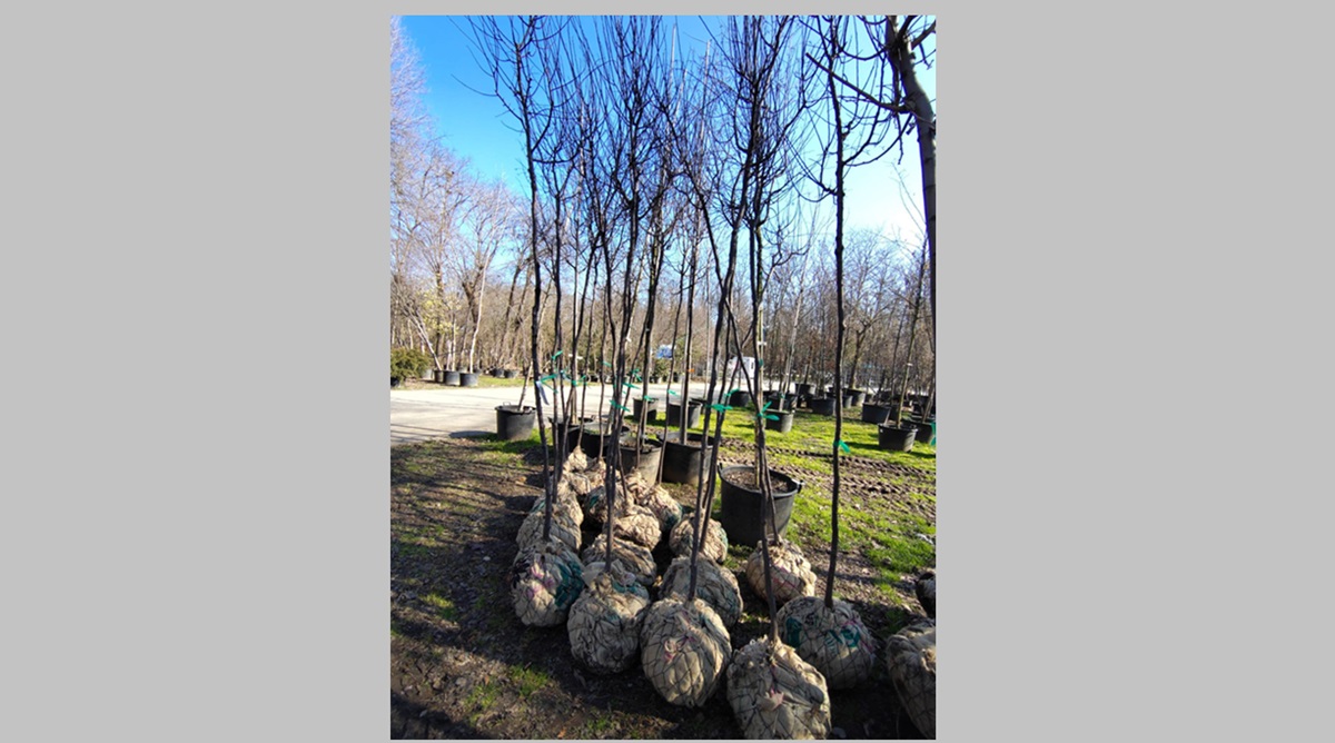FOTO Constanța Restart organizează o nouă acțiune de plantare la Palatul Copiilor Constanța: Copacii au fost deja plătiți și așteaptă voluntarii să îi planteze, spune Cătălin Filișan, președintele asociației