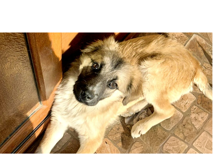 Și tu poți oferi o casă unui cățel din adăpostul public din Constanța. Vezi aici care sunt pașii!