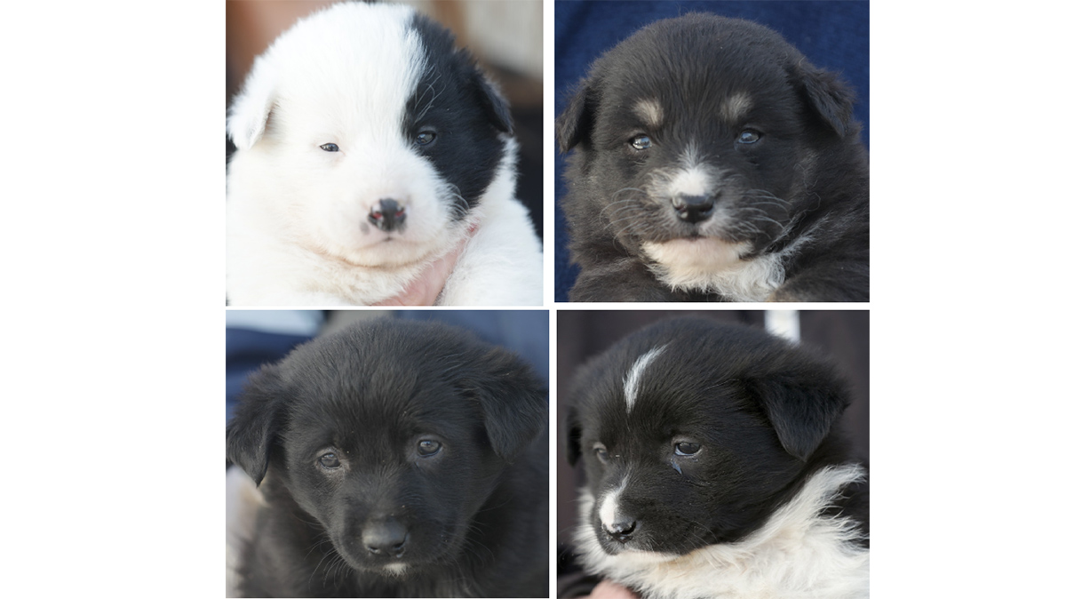 Patru cățeluși de la Adăpostul din Constanța își așteaptă noii stăpâni: În ce condiții îi puteți adopta