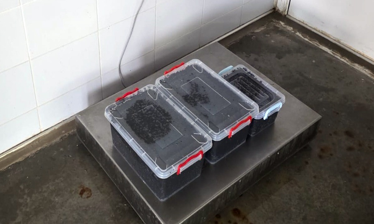 VIDEO 19 kilograme de caviar, în valoare de 40.000 de euro, găsite la braconierii din Constanța de polițiștii de frontieră