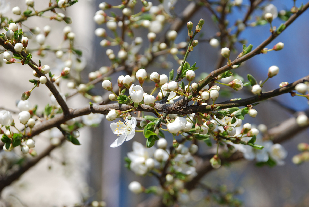 Prognoza meteo pentru următoarele patru săptămâni: Cum va fi vremea de Florii