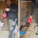 VIDEO VIRAL: Un fermier le dă porcilor să bea Cola. Care este motivul și reacția internauților