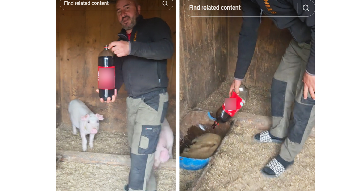 VIDEO VIRAL: Un fermier le dă porcilor să bea Cola. Care este motivul și reacția internauților