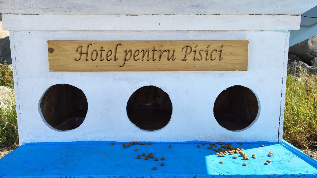 Pisicuțele de pe digul din Mangalia