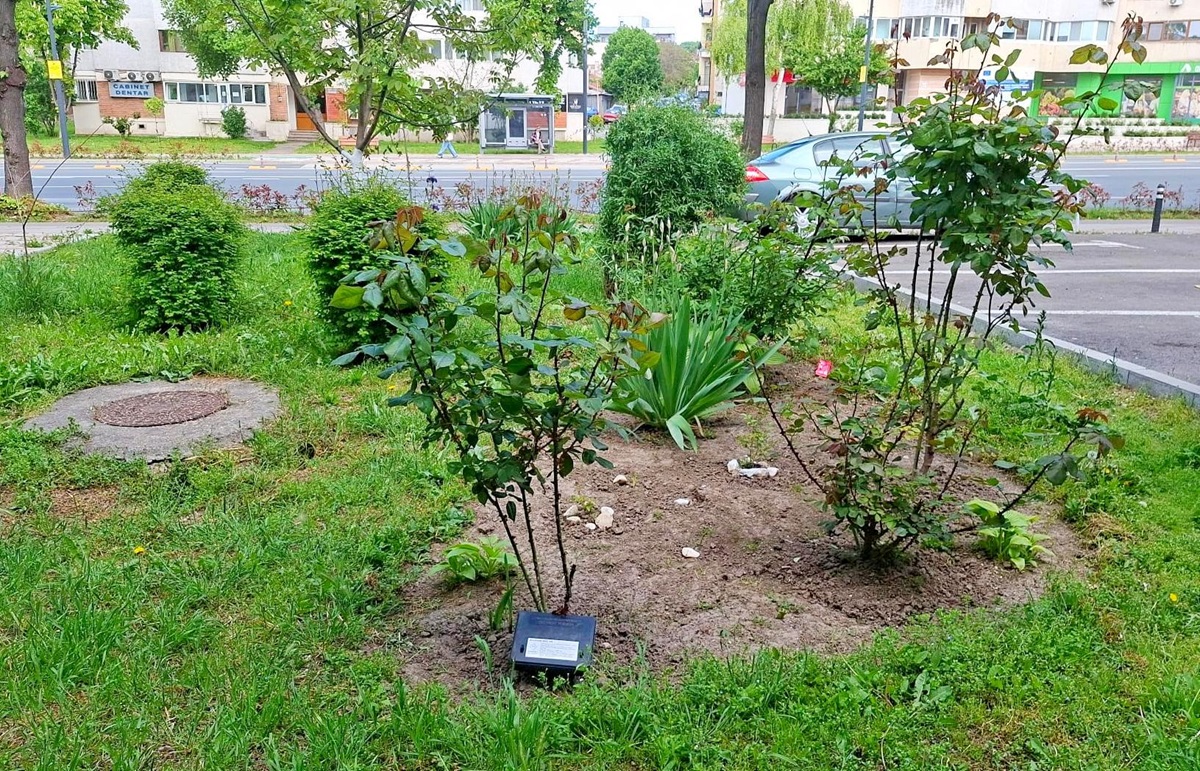 Mâine începe o nouă etapă a programului de DERATIZARE în municipiul Constanța. Vezi aici zonele vizate