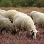 APIA a acordat sprijin financiar de peste 15 milioane de lei pentru crescătorii de animale