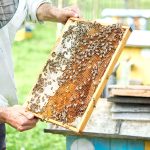 Sprijin dat apicultorilor: Câte 15 euro pentru fiecare familie de albine înregistrată