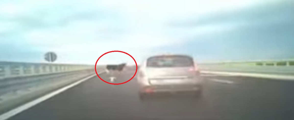 PERICOL pe autostradă: O vacă rătăcită dă fiori șoferilor, pe drumul de mare viteză! Martorii spun că erau mai multe