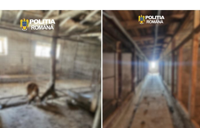 Descoperire șocantă în satul Runcu, comuna Pantelimon: 90 de câini malnutriți și bolnavi, salvați de autorități