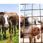 Subvenții pentru crescătorii de bovine și porcine: Ce sume vor fi acordate de Ministerul Agriculturii
