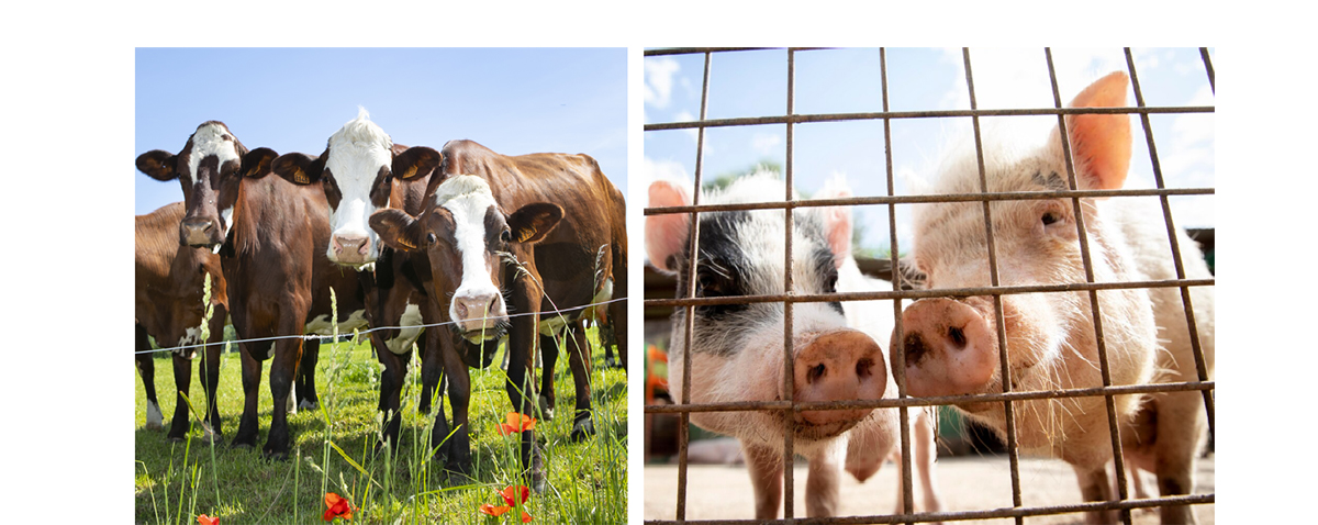 Subvenții pentru crescătorii de bovine și porcine: Ce sume vor fi acordate de Ministerul Agriculturii