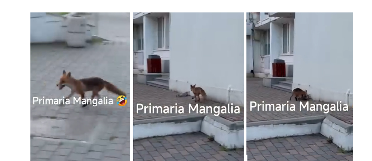 VIDEO O vulpe a ieșit la vânătoare, chiar lângă Primăria Mangalia: Val de reacții din partea localnicilor