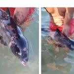 VIDEO Imagini emoționante: Un pui de delfin, pierdut de mamă, recuperat pe plaja Faleză Nord
